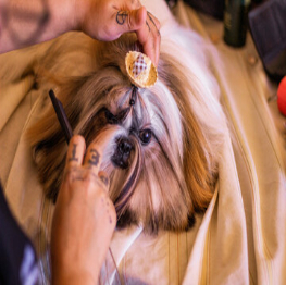 pets-care-service1